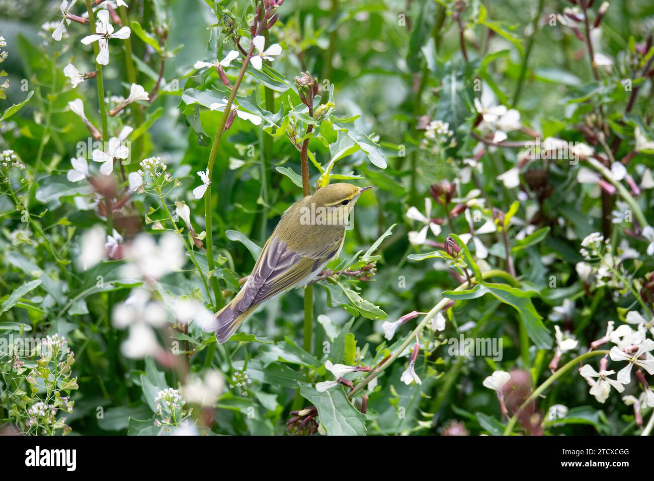 Eastern Bonelli`s Warbler (Phylloscopus orientalis) feeding among the grasses. Stock Photo